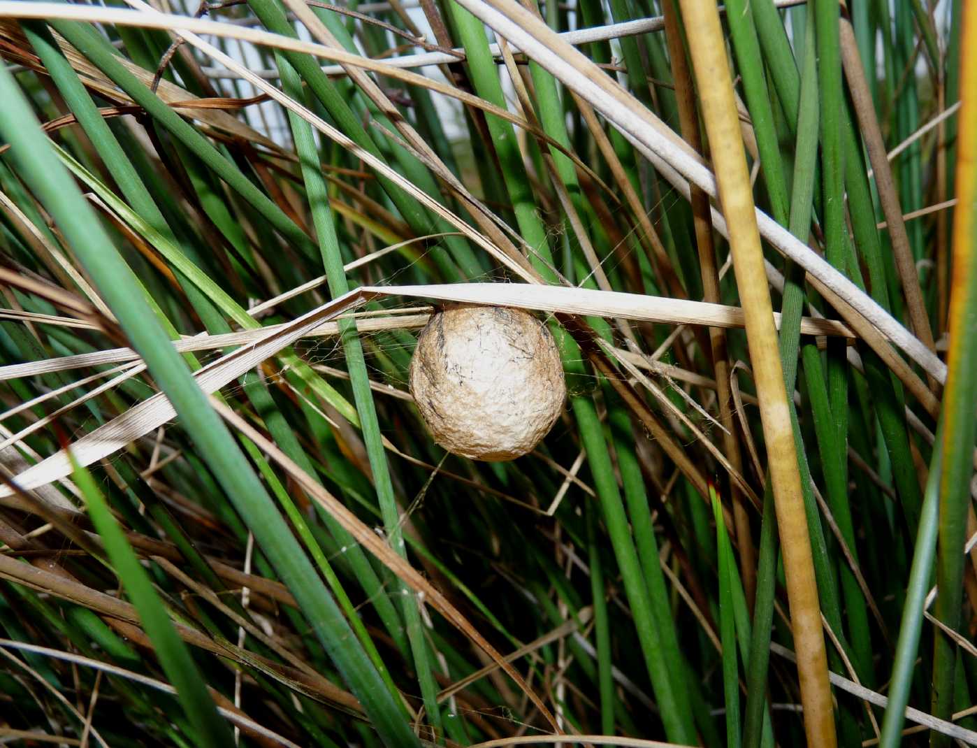 Il paradiso delll''Argiope